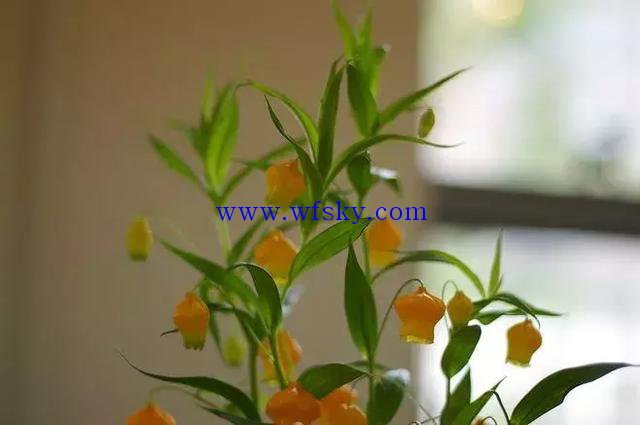 扒一扒植物商品名背后的中文正统名 养花之家手机版