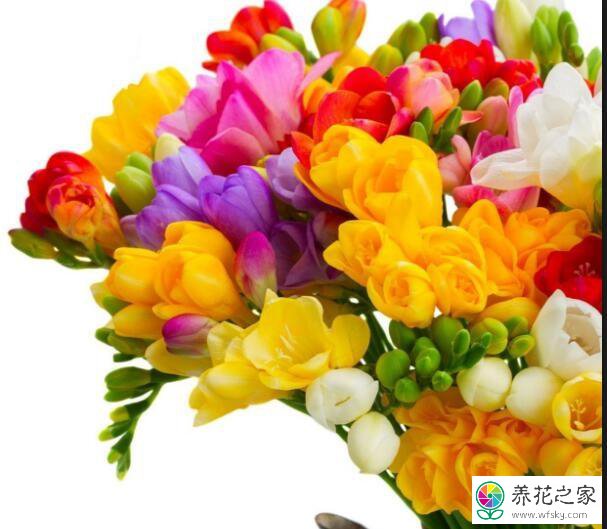 春节可以送哪些鲜花都有什么寓意