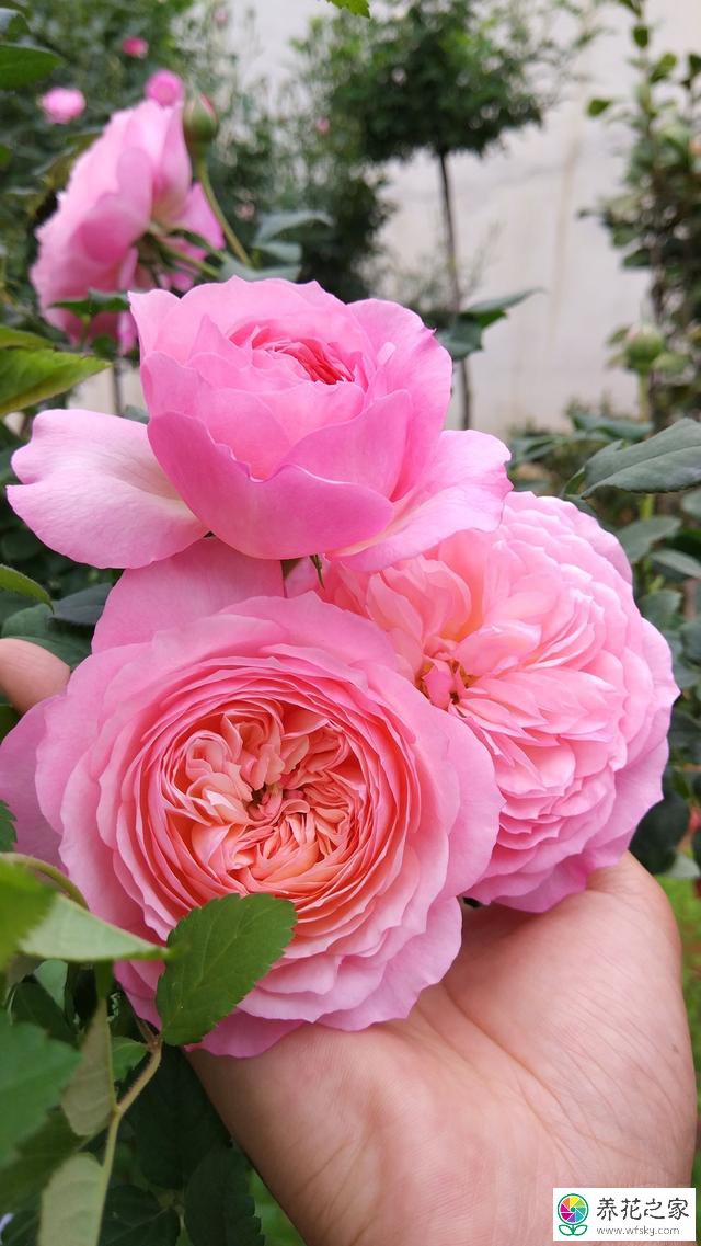 从花店买回来的玫瑰花可以扦插成活吗 养花之家手机版
