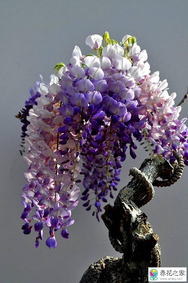 紫藤花怎么修剪 养花之家手机版