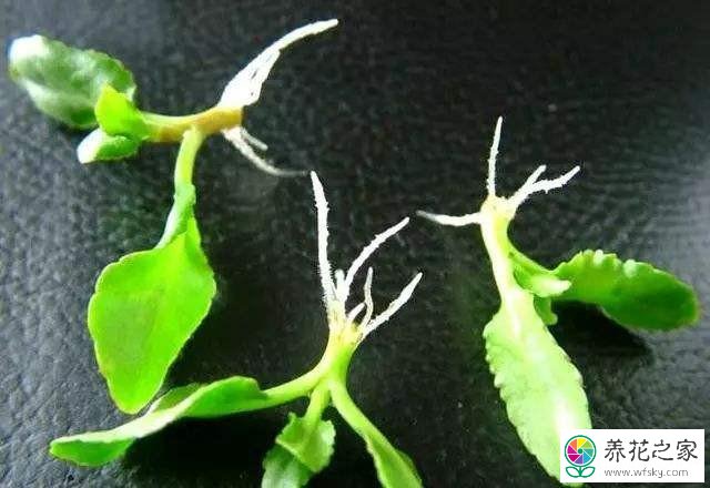 为什么水培的长寿花枝条生根以后转为土培根系容易发黑
