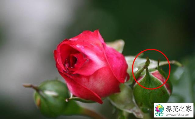 玫瑰花出现黑斑病的防治方法 养花之家