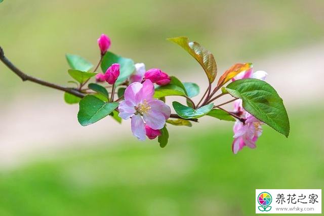 一树海棠长出两种颜色的花正常吗_养花之家手机版