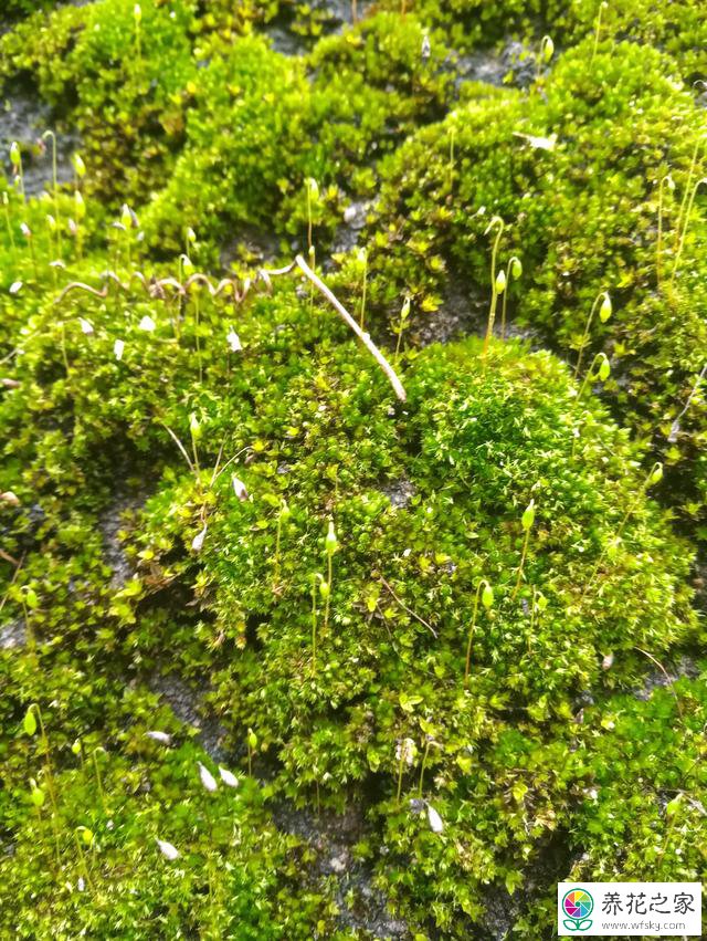 盆景上的苔藓通过什么方式培育