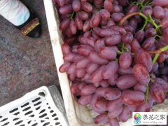 克伦生葡萄全年用肥方案