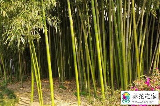 竹子缺水与积水过多发黄的区别