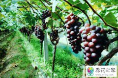 葡萄如何种植方法