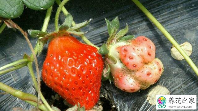 草莓畸形果产生的原因有哪些