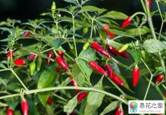 辣椒选种育苗和种植后的管理
