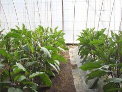 反季节种植茄子怎么种植才能产量高