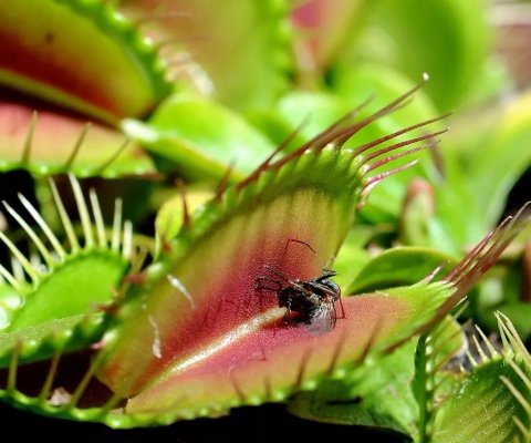 以昆虫为食的植物：养一盆捕蝇草来减少阳台的蚊虫