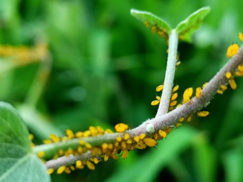 不用农药就能除灭蚜虫的土方法有哪些呢？总共16种，拿走不谢