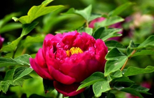 一首赞美牡丹珍品状元红和紫绣球的诗