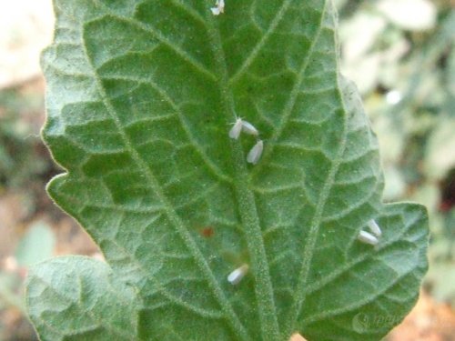 触碰植株时，从叶片背面飞起白色的小虫是什么？