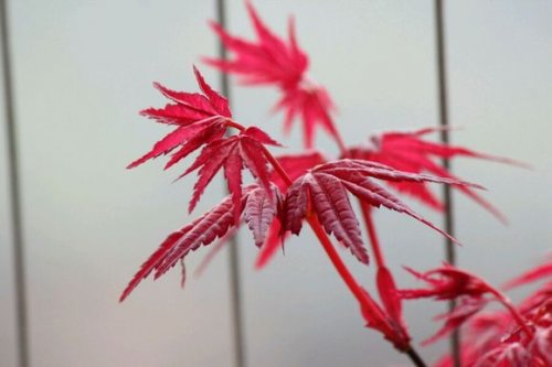 日本红枫第一艳！最红不过出猩猩