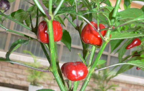 南瓜椒家庭种植方法