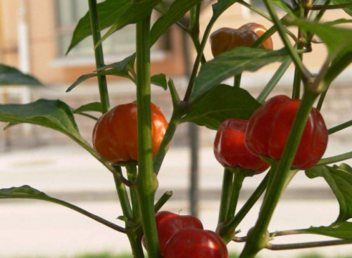 南瓜椒家庭种植方法