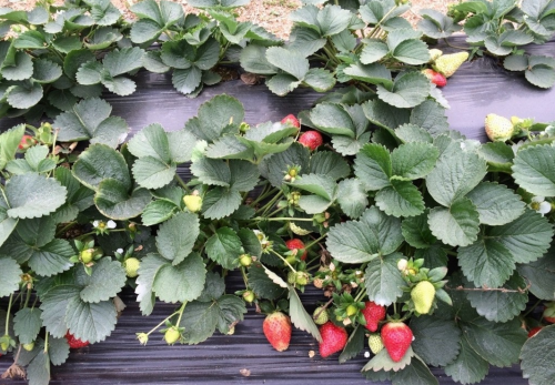 草莓地连续种怎么处理