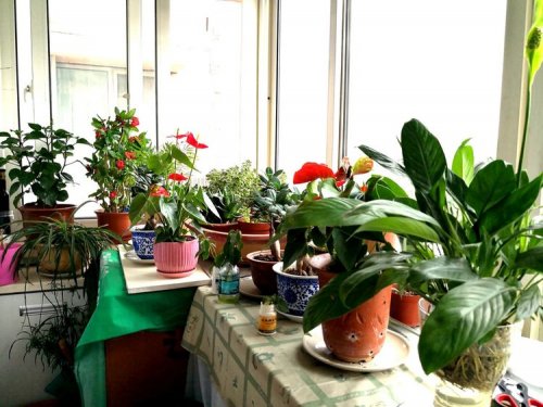阳台适合养什么花和植物好