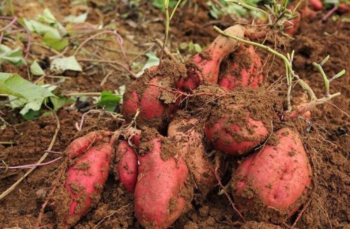 红薯适合什么季节种植