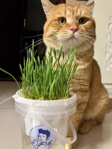 懒人猫草种植方法