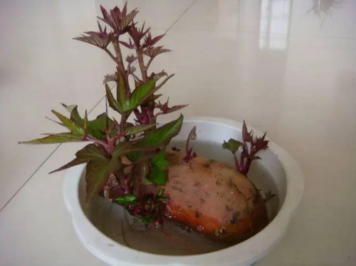 红薯发芽水培方法
