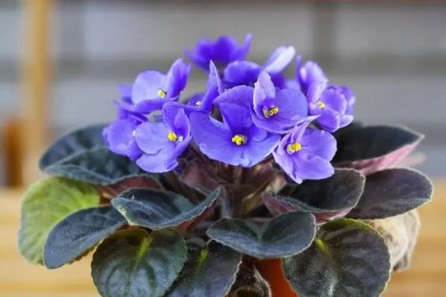 室内花草女王-非洲紫罗兰
